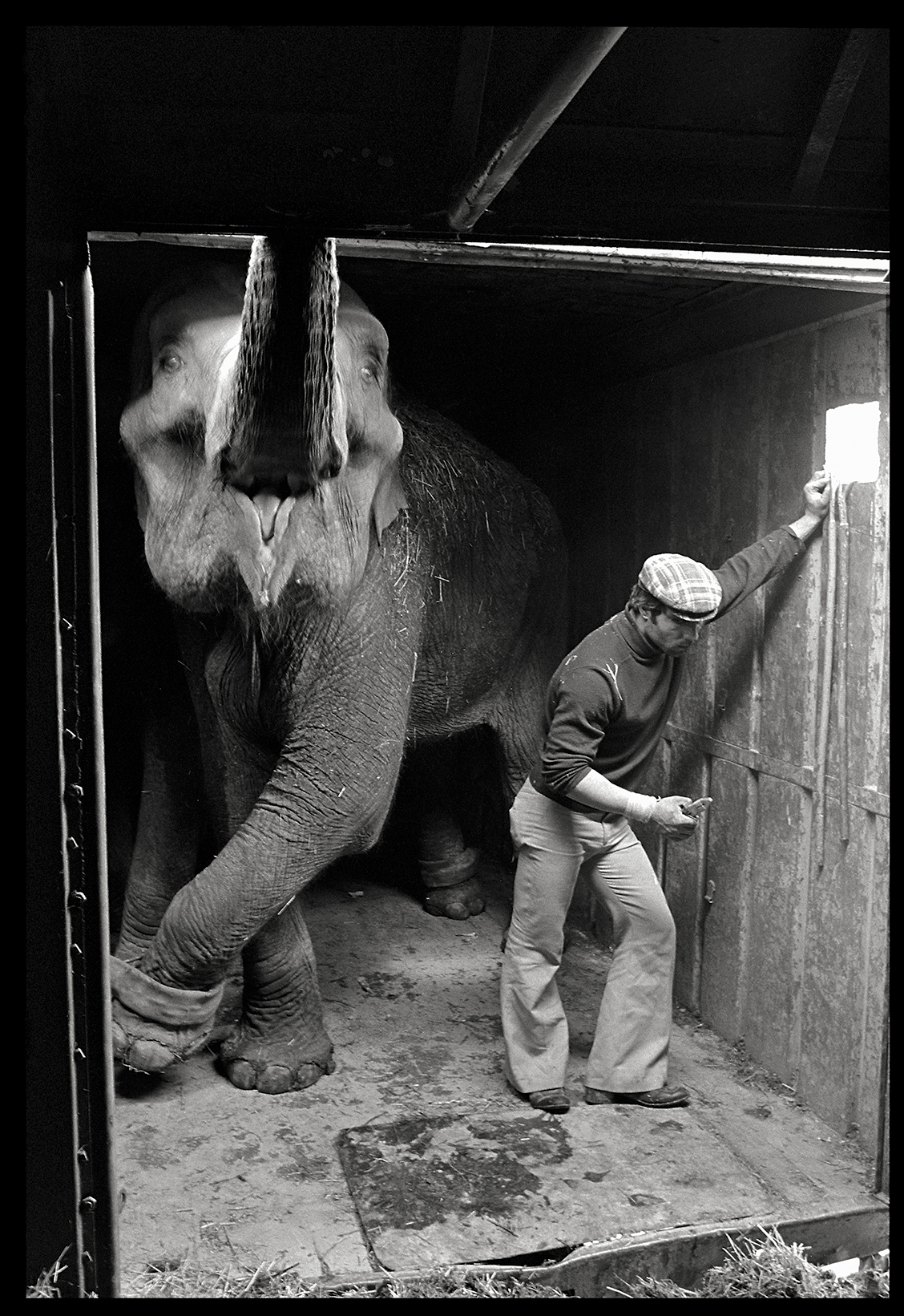 elephant-circo-circus-car-jordi-garcia