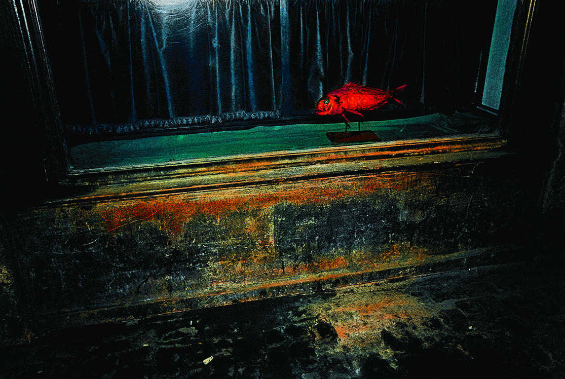 fish-escaparate-jrodi