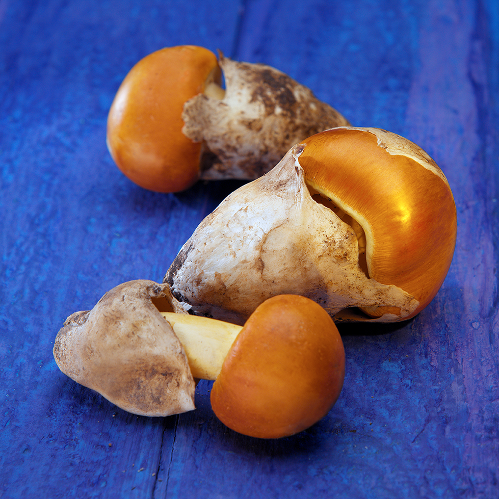 setas-boletus-jordi-garcia