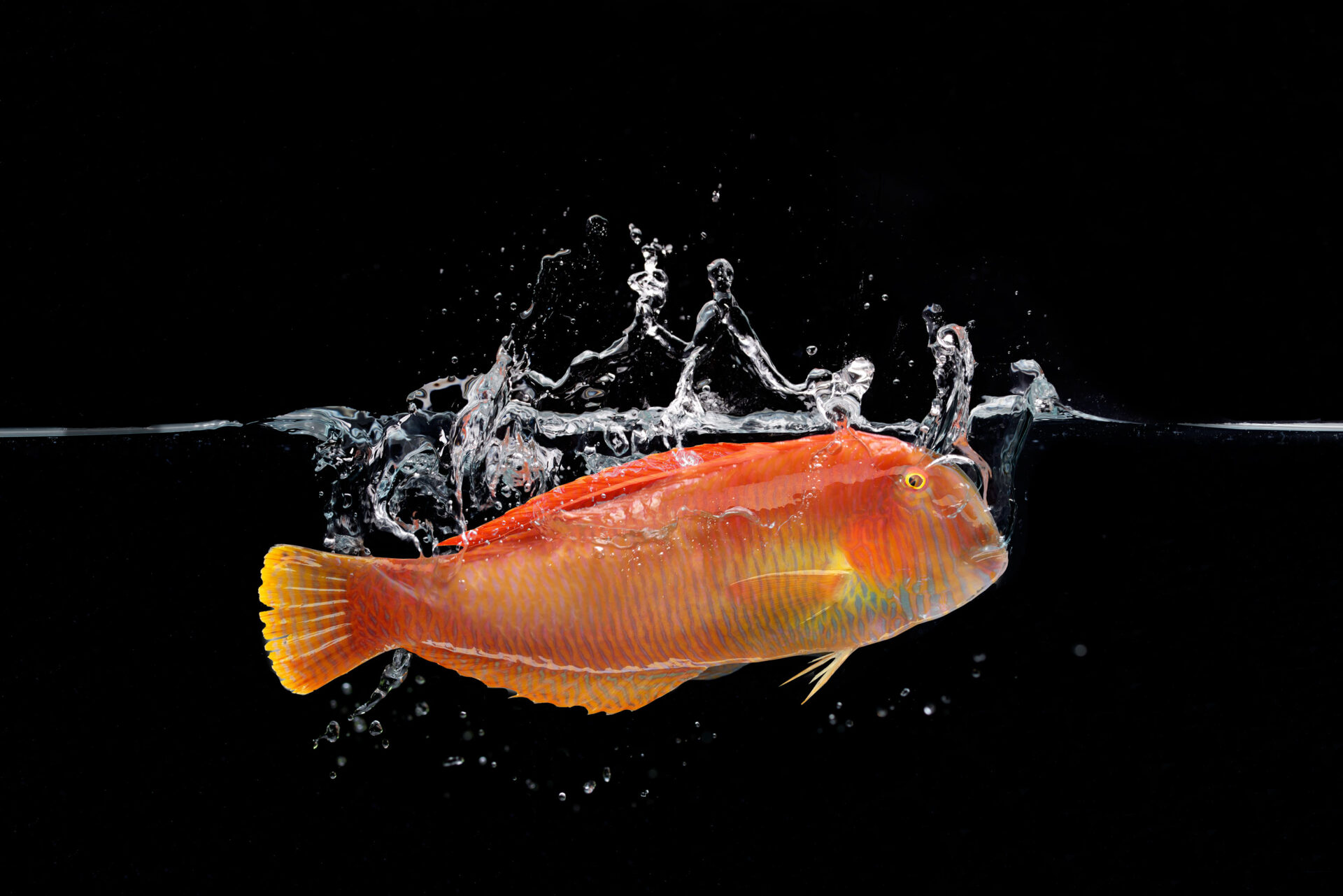 028006-00-Fresh-Llorito-rao