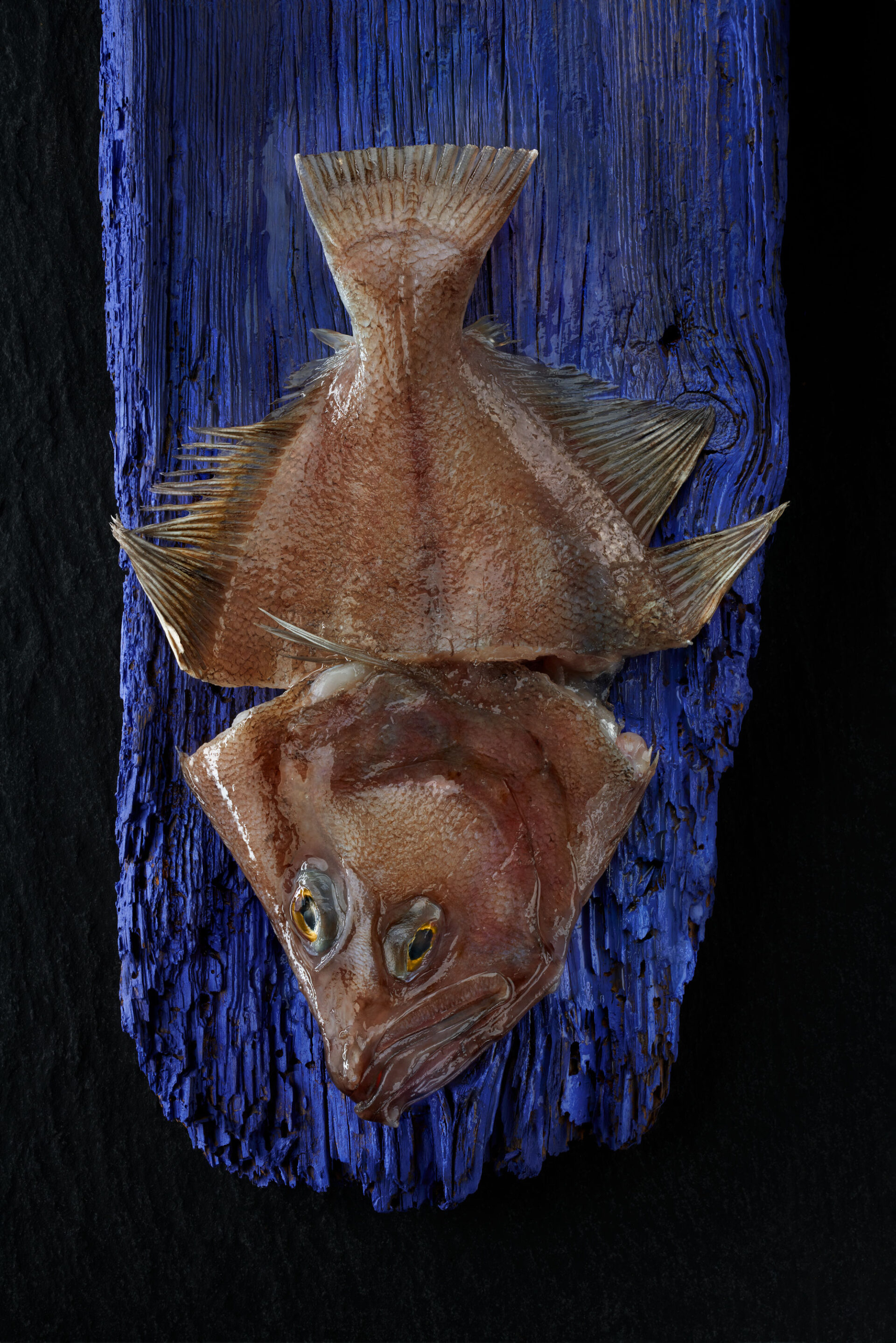 029013-00-BRUIXA-TROCEJADA