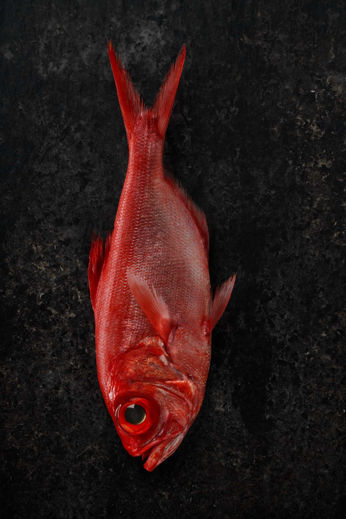 029142-00-Peix-vermell