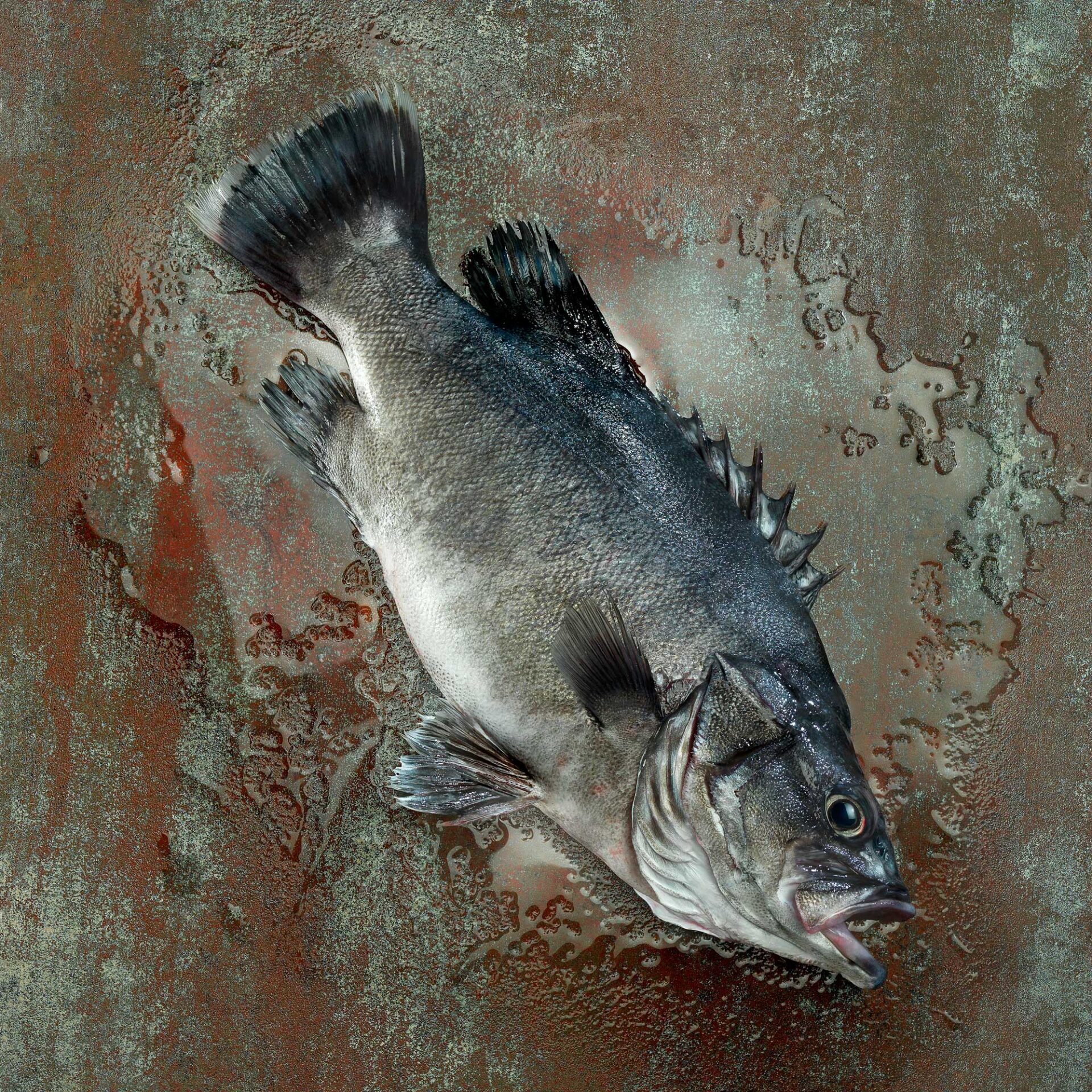 A-029160-00-Peix-plata-con-focus