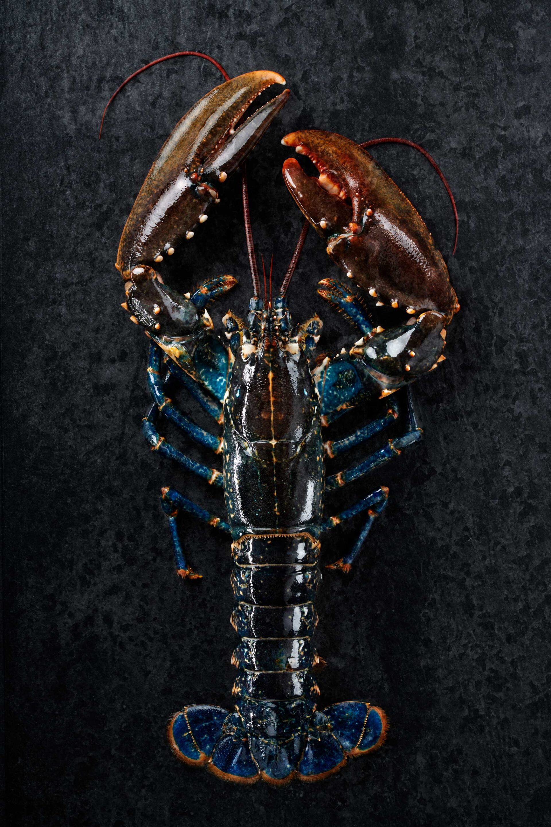 LLAMANTOL-FONS-copia-3